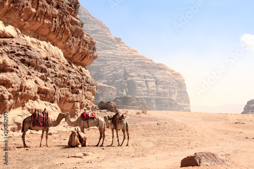 Camels in Wadi Rum desert, Jordan © frenta