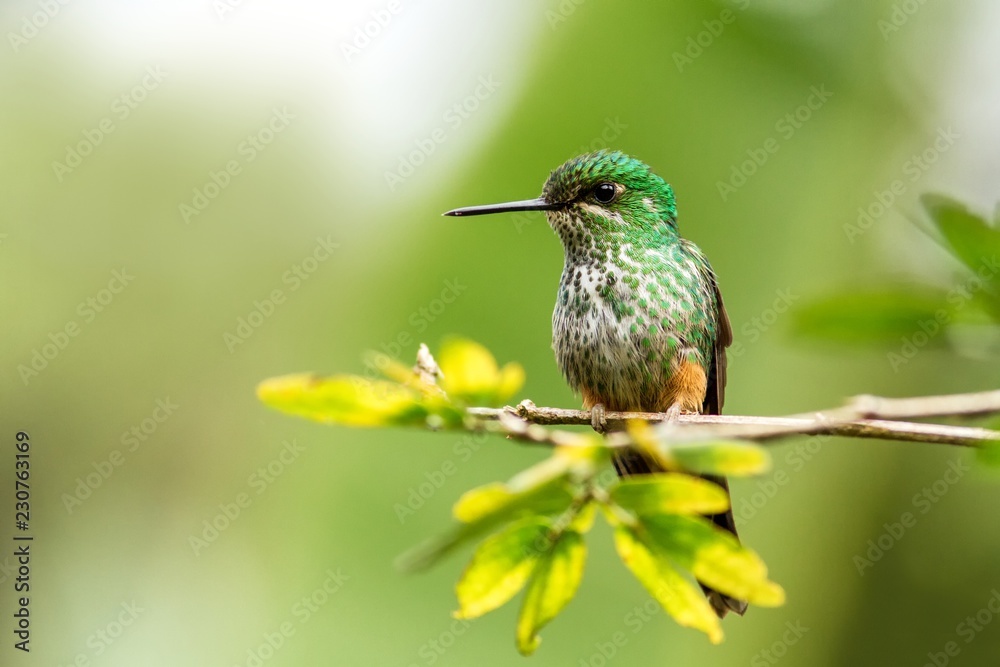 Fototapeta premium Booted Racket-tail, Ocreatus underwoodi sitting on branch, bird from tropical forest, Manu national park, Peru, hummingbird perching on flower, enough space in green background, tiny bird