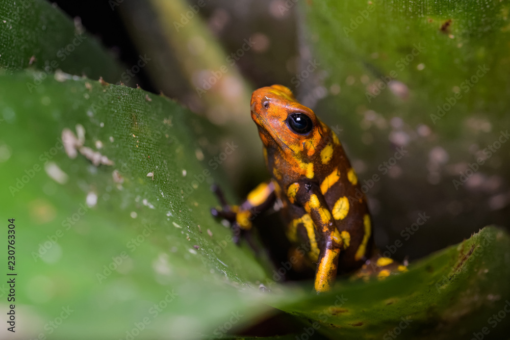 Obraz premium Harleking poison dart frog sitting in a bromeliad