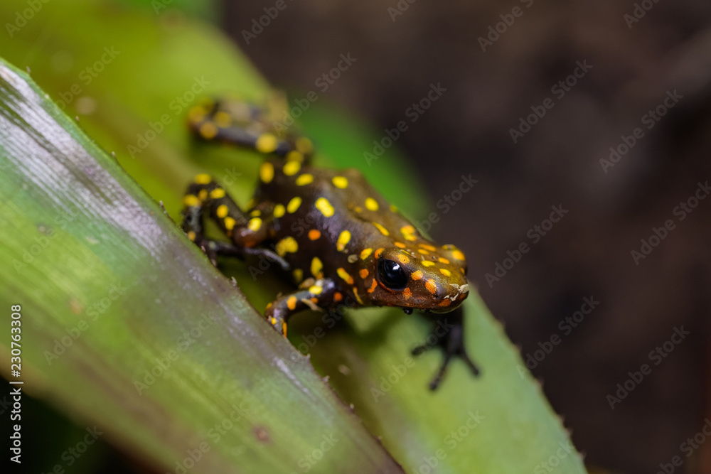 Obraz premium Harleking poison dart frog sitting in a bromeliad