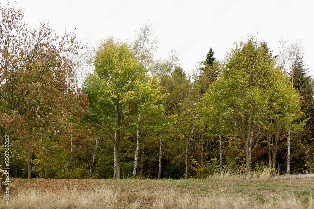trees in the forest trees in the forest