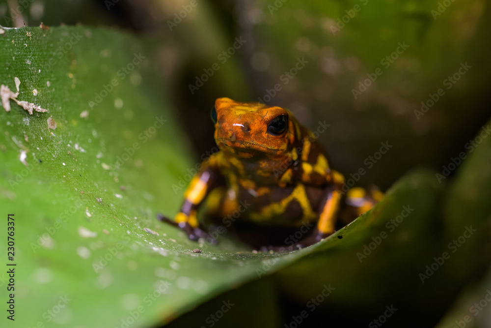 Obraz premium Harleking poison dart frog sitting in a bromeliad