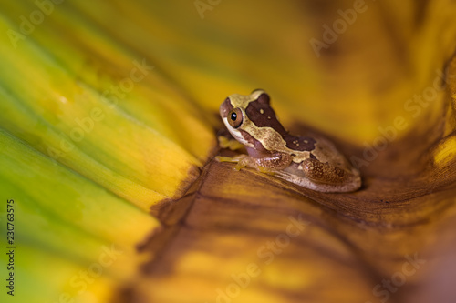 Hourglass tree frog on a banana leaf