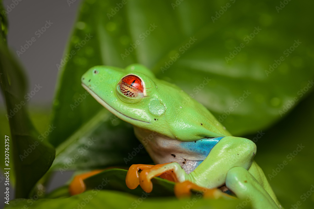Obraz premium Red eyed tree frog on a coffee plant