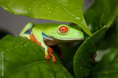 Red eyed tree frog on a coffee plant
