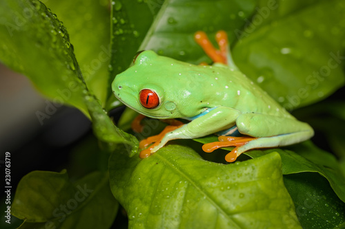 Red eyed tree frog on a coffee plant