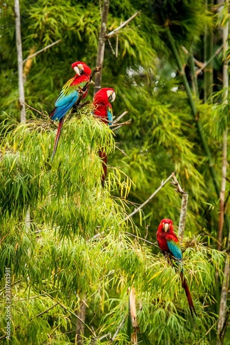 Flock of red parrots sitting on branches. Macaw flying  green vegetation in background. Red and green Macaw in tropical forest  Brazil  Wildlife scene from tropical nature. Birds in the forest.
