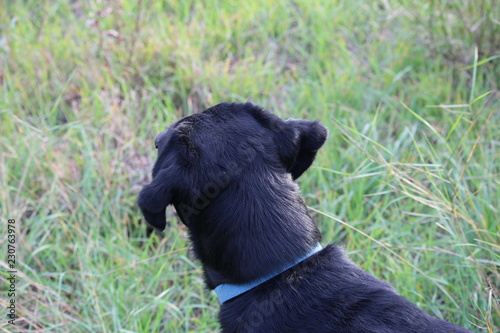 chien labrador noir