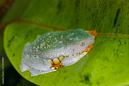 Splendid leaf frog on a big leaf photo