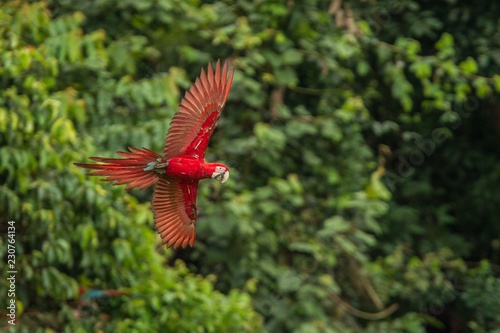 Red parrot in flight. Macaw flying, green vegetation in background. Red and green Macaw in tropical forest, Peru, Wildlife scene from tropical nature. Beautiful bird in the forest. © Ji