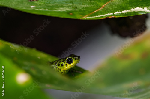 Strawberry poison frog sitting in a plant © Thorsten Spoerlein