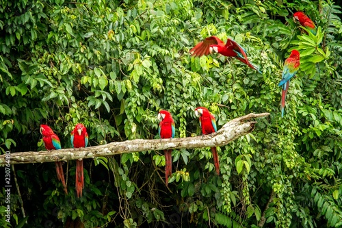 Red parrot in perching on branch, green vegetation in background. Red and green Macaw in tropical forest, Peru, Wildlife scene from tropical nature. Beautiful bird in the jungle.