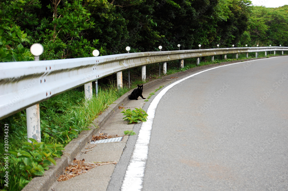 道路沿いでこっちを見ている黒猫