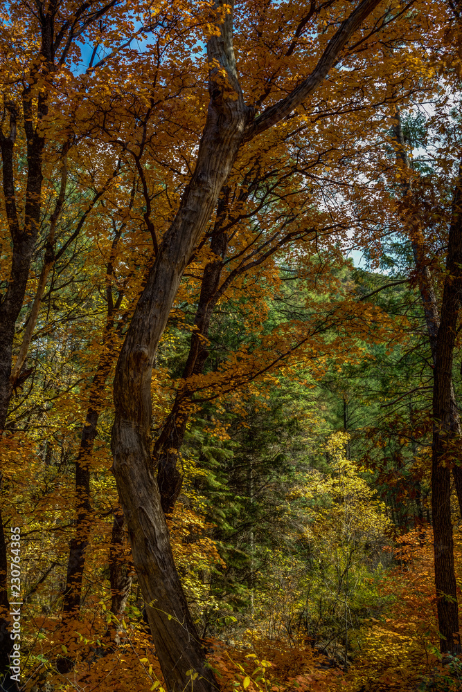 Fall in Sedona