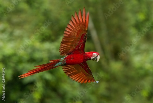 Red parrot in flight. Macaw flying, green vegetation in background. Red and green Macaw in tropical forest, Peru, Wildlife scene from tropical nature. Beautiful bird in the forest.