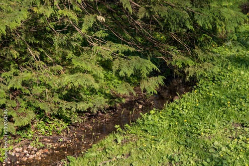 stream in the park