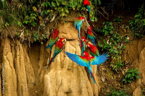 Red parrots on clay lick eating minerals, Red and green Macaw in tropical forest, Brazil, Wildlife scene from tropical nature. Flock of birds on clay brown wall