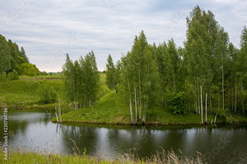 birches by the river