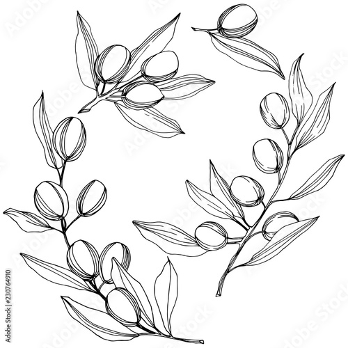 Olive tree in a vector style isolated. Black and white engraved ink art. Full name of the plant: Branches of an olive tree. Vector olive tree for background, texture, wrapper pattern, frame or border.