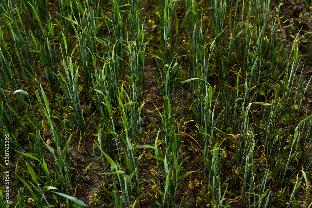 Green sprouting rye agricultural field in spring. Sprouts of rye. Green sprouting rye agricultural field in spring. Sprouts of rye.