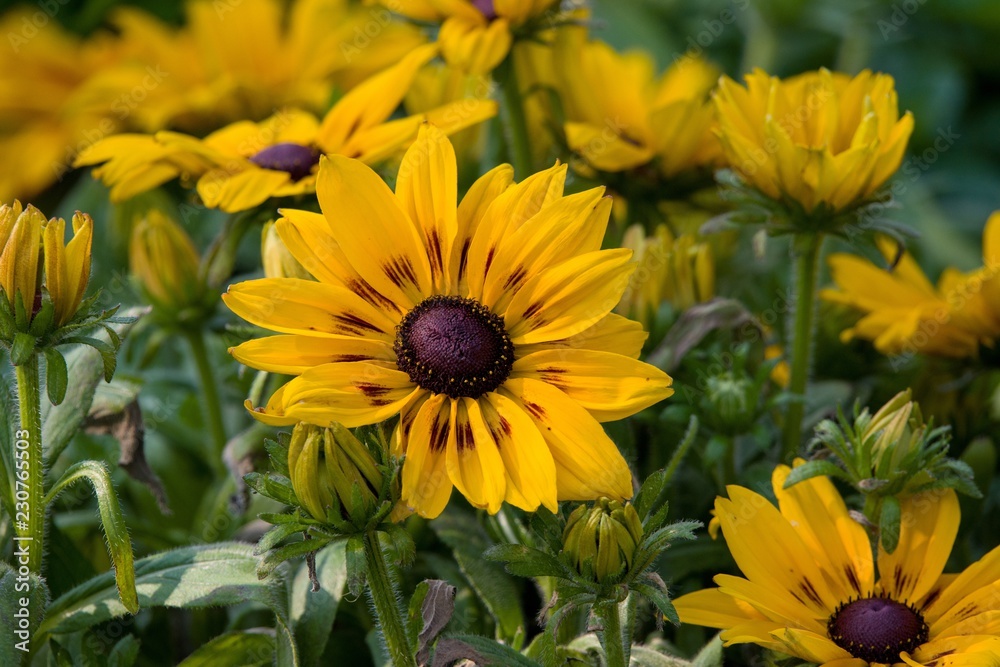 yellow flowers in garden yellow flowers in garden