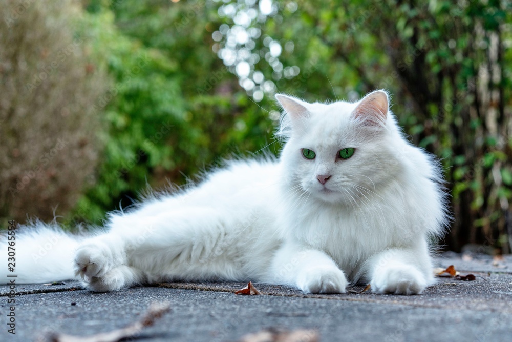 Obraz premium Weiße flauschige langhaar Katze liegt auf grauen Steinboden, Pfötchen nach vorne gestreckt, den Kopf aufrecht nach oben mit einem beobachtenden Blick nach vorne