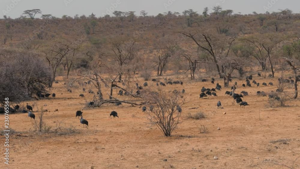 Herd Of Vulturine Guineafowl Looking For Food In The Desert Among The Shrubs Herd Of Vulturine Guineafowl Looking For Food In The Desert Among The Shrubs