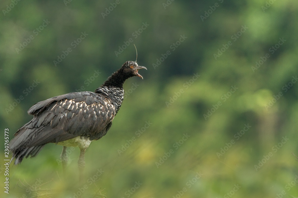 Horned Screamer - Anhima cornuta in Manu National park, Peru, bird from amazonian rain forest, green leaves in background, wildlife scene from nature Horned Screamer - Anhima cornuta in Manu National park, Peru, bird from amazonian rain forest, green leaves in background, wildlife scene from nature