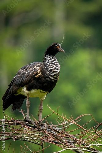 Horned Screamer - Anhima cornuta in Manu National park  Peru  bird from amazonian rain forest  green leaves in background  wildlife scene from nature