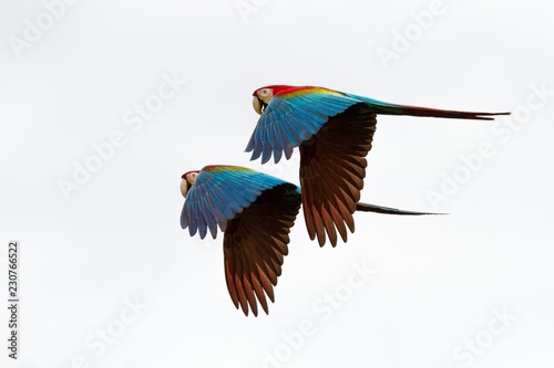 Two red parrots in flight. Macaw flying, white background, isolated birds,red and green Macaw in tropical forest, Brazil, Wildlife scene from tropical nature. Pair of beautiful birds in flying