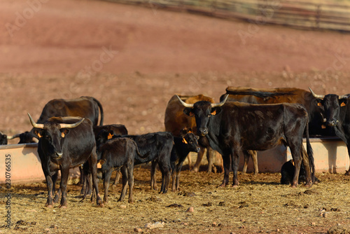 Fototapeta Naklejka Na Ścianę i Meble -  Bulls of Lidida in their herds.