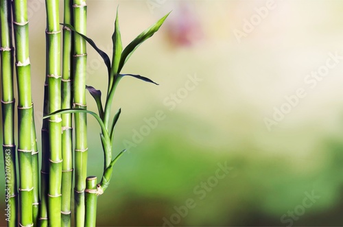 Bamboo sticks with leaves on blurred natural background