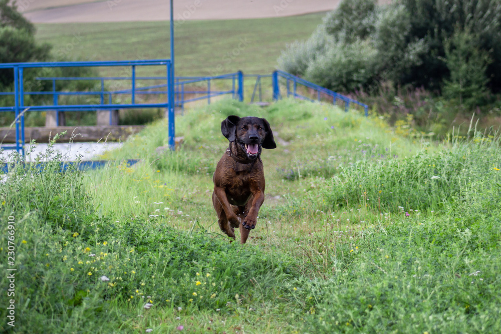 Running dog Running dog