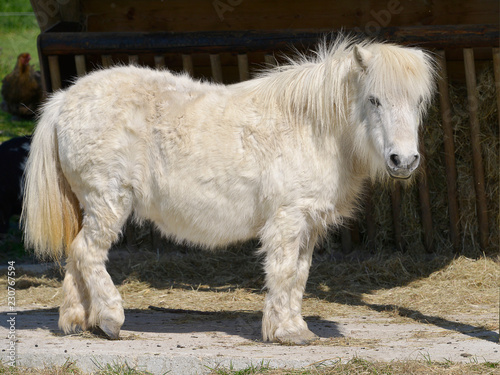 Fototapeta Naklejka Na Ścianę i Meble -  White horse with long hair (Equus caballus) standing and seen from of profile