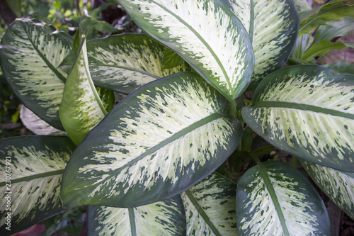 Green Dieffenbachia Leaf