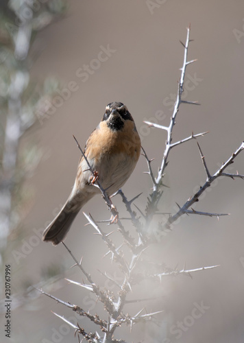 Black-throated accentor photo