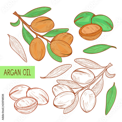 Argan. Plant. Branch, fruit, leavesl. Sketch.  Set. Monochrome, color pattern.