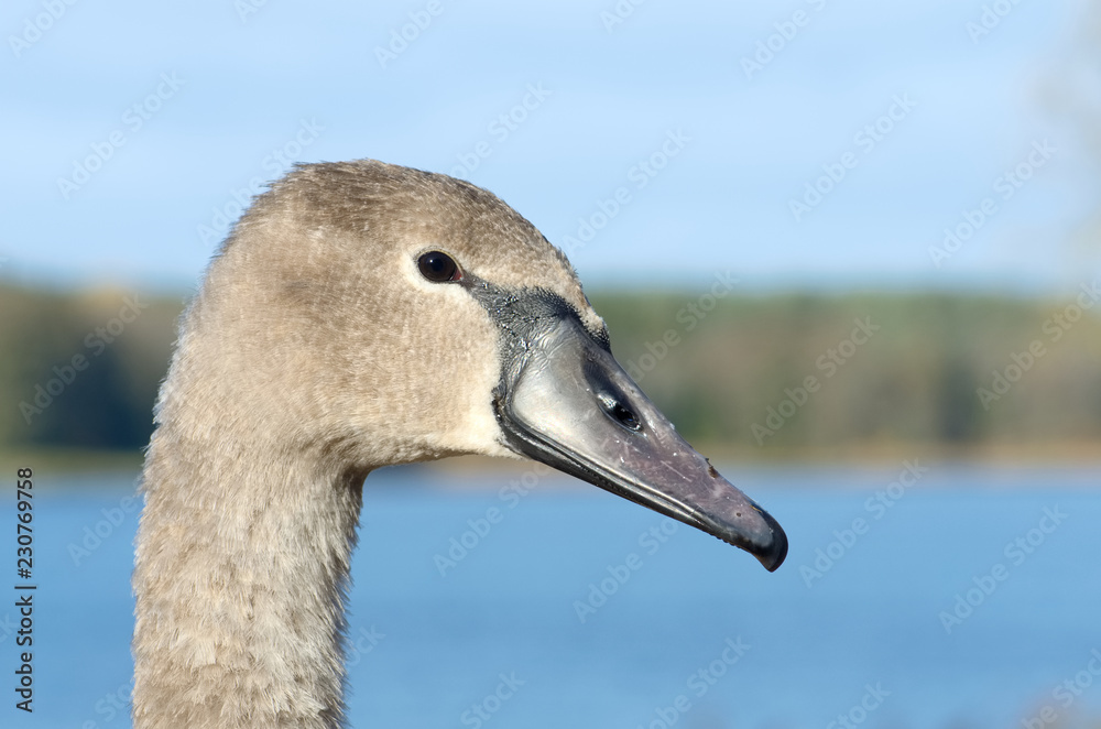 Horizontal close-up portrait image of a beautiful gray colored Cygnus olor (mute swan, Hockerschwan) juvenile swimming in the lake on a warm and sunny autumn day Horizontal close-up portrait image of a beautiful gray colored Cygnus olor (mute swan, Hockerschwan) juvenile swimming in the lake on a warm and sunny autumn day