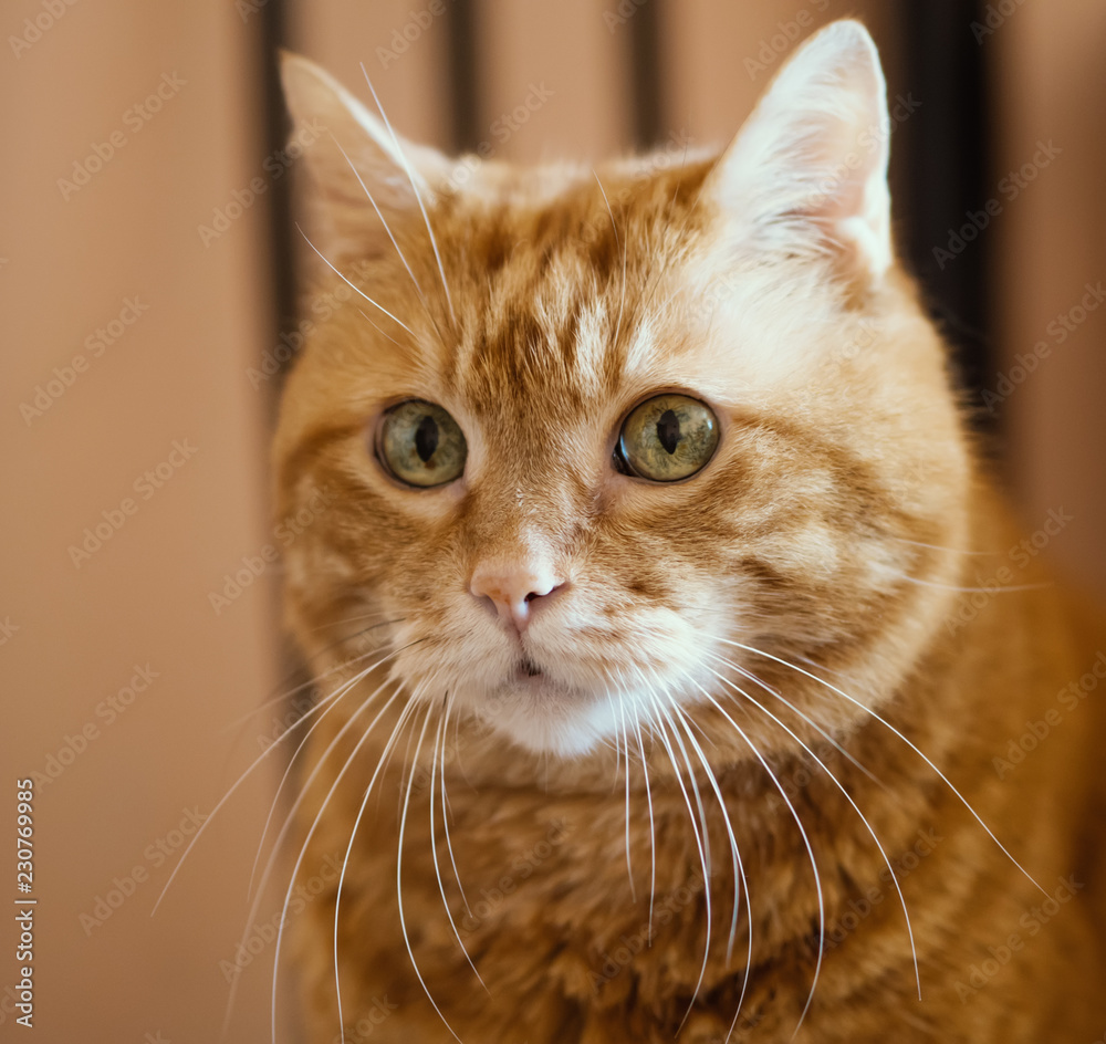 Lovely red cat. Soft focus on eyes.