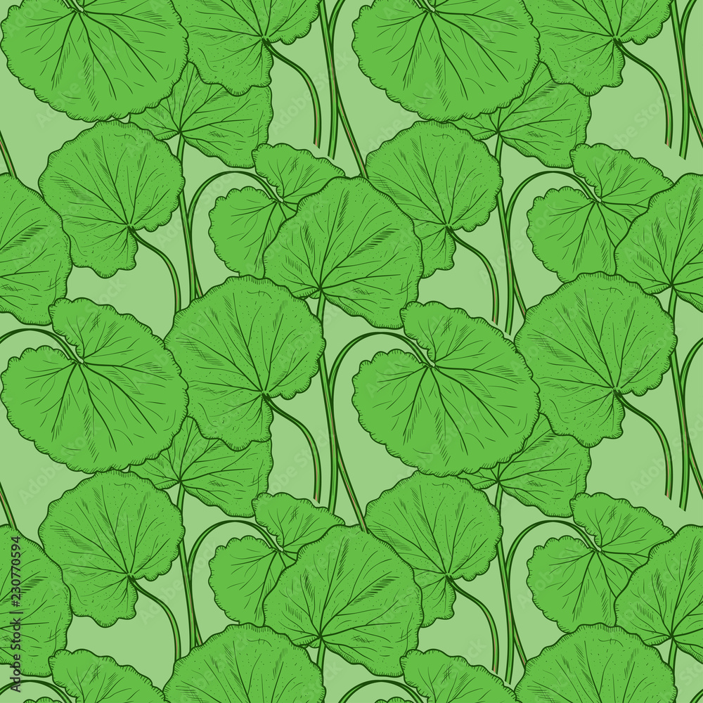 Fototapeta premium Gotu kola. Leaves. Sketch. Background, wallpaper, texture, seamless.