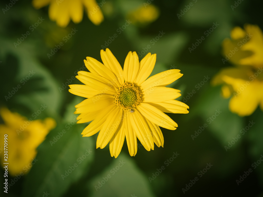 Yellow flower. Selective focus with shallow depth of field. Yellow flower. Selective focus with shallow depth of field.