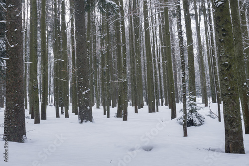 Nadelwald im Schnee