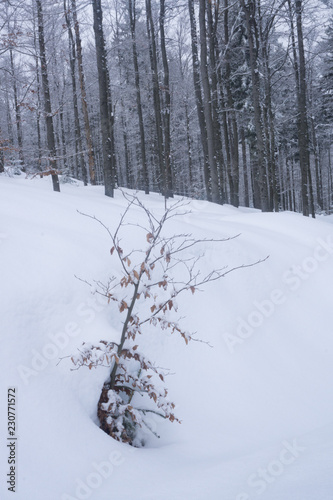 Junge Buche im Schnee photo