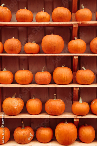 Orange colored pumpkins on wooden shelves