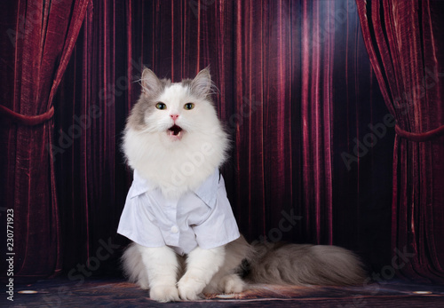 Fototapeta Naklejka Na Ścianę i Meble -  smart cat performs on stage