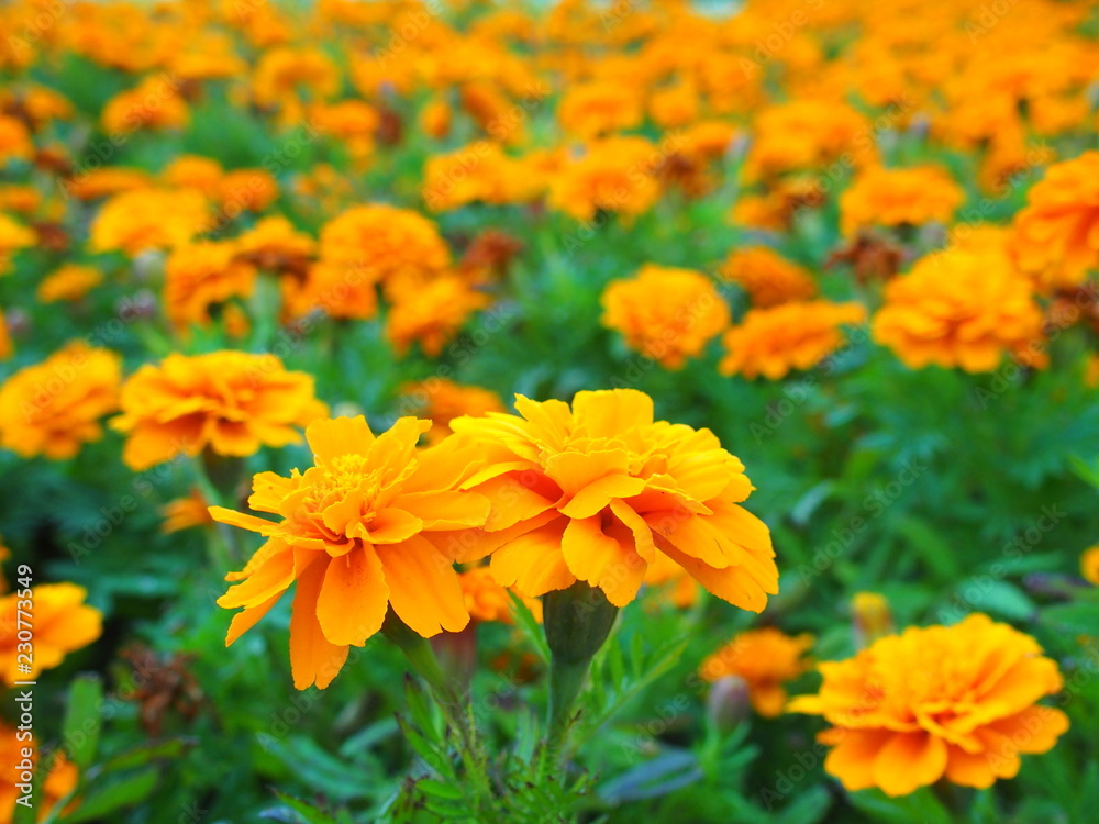花壇のマリーゴールド 花壇のマリーゴールド