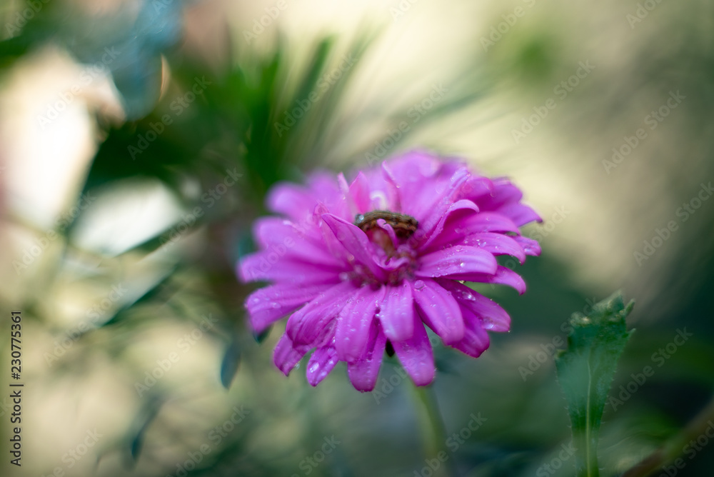 Obraz premium flower in garden
