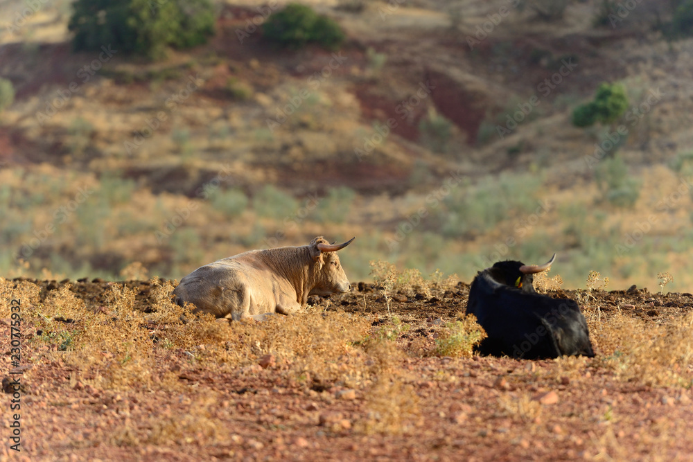 Bulls of Lidida in their herds. Bulls of Lidida in their herds.