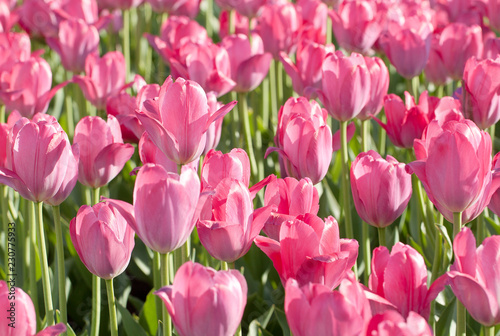 beautiful pink tulips blooming in the summer sunny field