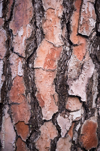Textured tree bark close-up abstract background
